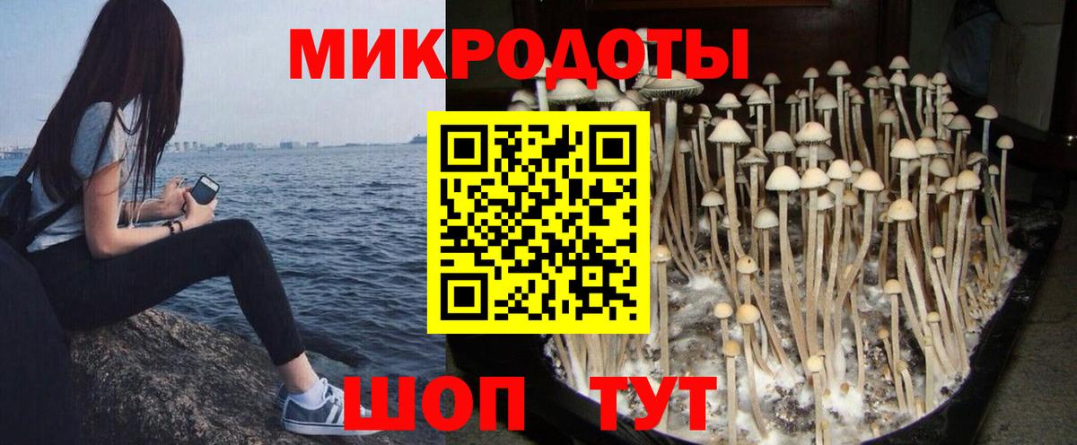 Псилоцибиновые грибы Cubensis Чайковский